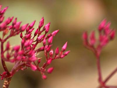 Code: Pink flower pods