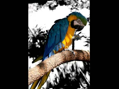 Code: Macaw