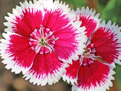 Code: Pink flower with white frills