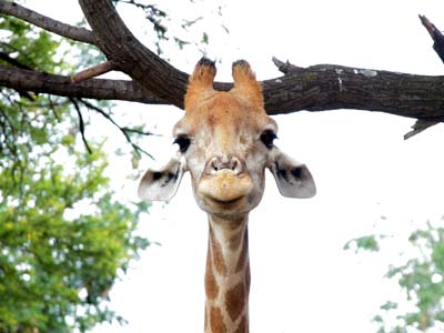 Code: Smiling Giraffe